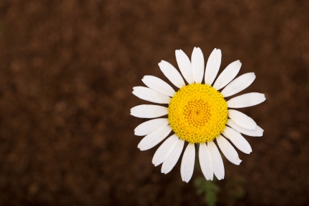 Daisy flower on brown backgroundの写真素材