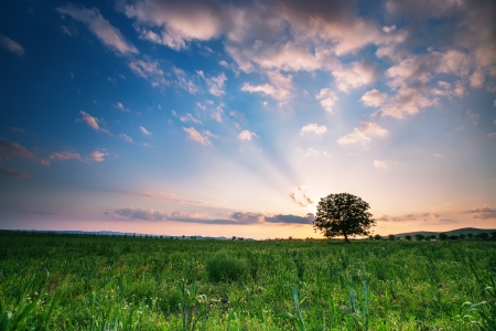 Spring meadow with big tree, sunsetの写真素材