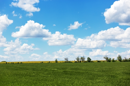 Summer field with cumulus clouds and blue skyの写真素材