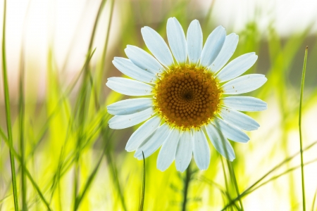 Daisy flower on defocused backgroundの写真素材