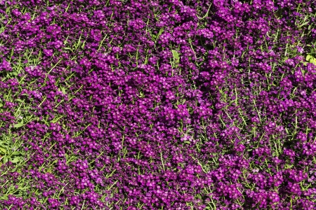 Flower garden , defocused backgroundの写真素材