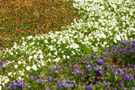 Flower garden , defocused backgroundの写真素材