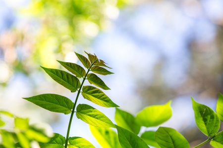 Green branch and defocused backgroundの写真素材