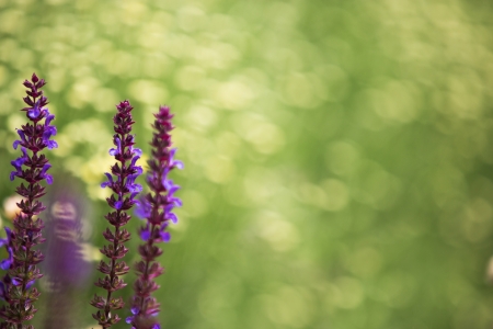 Lavender , defocused background, macro shotの写真素材
