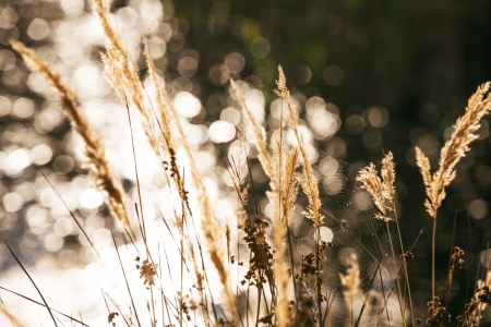 Cobweb spread between grasses, defocused backgroundの写真素材