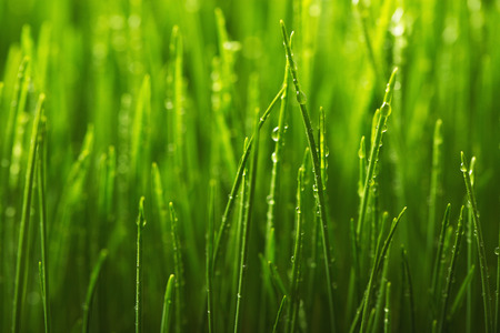 Green grass and morning dew  Shallow DOFの写真素材