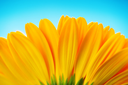 Close-up of yellow gerbera daisy backside isolated on blueの写真素材