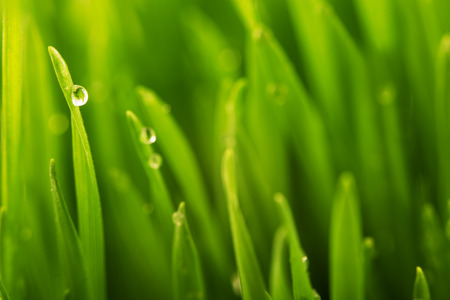Green wet grass with dew on a blades. Shallow DOFの写真素材