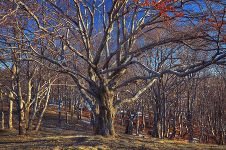 Tree in forest and blue sky , winter shotの写真素材