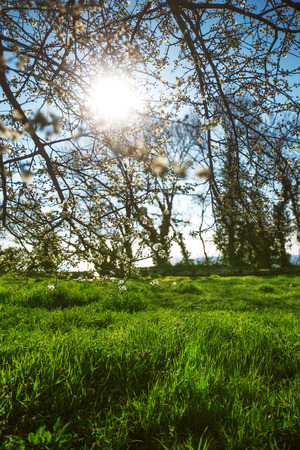 Sun rays shine through blossom trees の写真素材