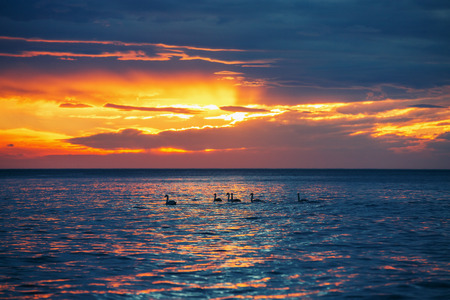 Beautiful sunrise over the horizon, dramatic clouds  and swansの写真素材