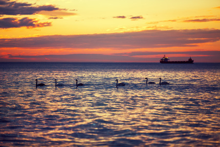 Beautiful sunrise over the horizon, dramatic clouds  and swansの写真素材