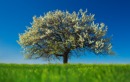 Blossoming tree in spring on rural meadow の写真素材