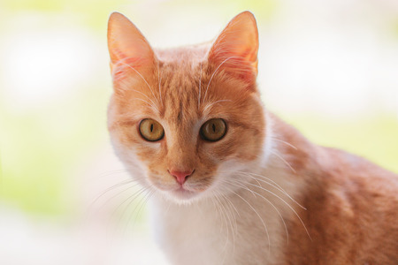 Ginger Cat isolated over defocused background. Animal portrait. 