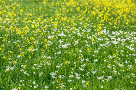 Green and yellow grass surface, texture backgroundの写真素材