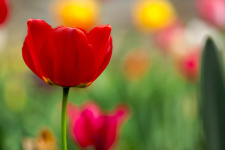 Tulip in the field depth of fieldの写真素材