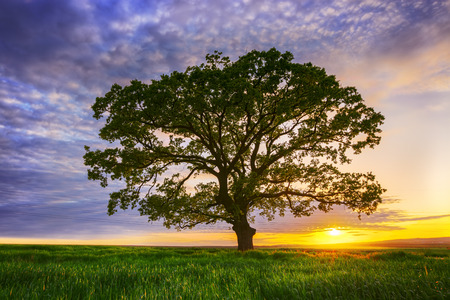 Big green tree in a field, dramatic clouds, sunset shotの写真素材