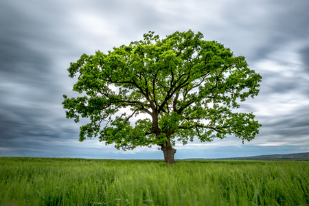 Big green tree in a field, blurred Long-Exposure shotの写真素材