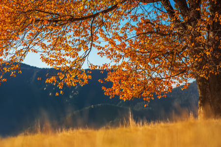 Autumn tree and mountain