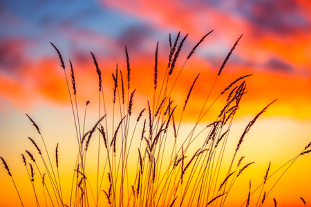 Field of grass during sunriseの写真素材