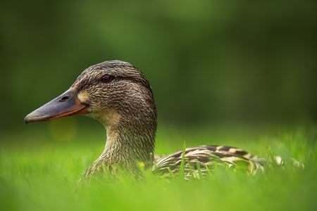 European ducks on a green grass の写真素材