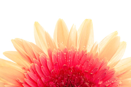 Gerbera flower isolated, macro, isolated on whiteの写真素材