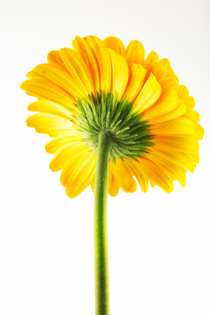 Macro photo of yellow gerbera flowerの写真素材