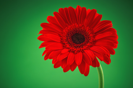 Red Gerbera flower isolated on green backgroundの写真素材