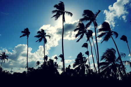 Coconut palm trees perspective viewの写真素材