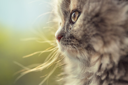 Portrait of adorable little cat defocusedの写真素材