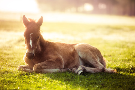 Little horse laying down on a green grass in a field, sunrise shotの写真素材