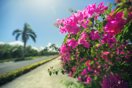 Beautiful alley in the park, caribbean resort with flowers and palmsの写真素材