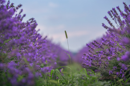 Lavender Field in the summerの写真素材