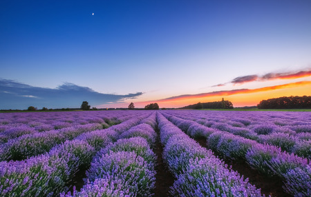 Sunrise and dramatic clouds over Lavender Fieldの写真素材