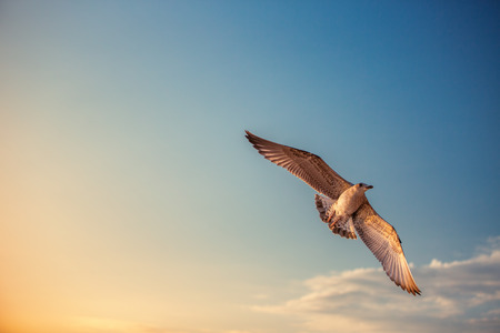 Flying seagull in the blue clear sky on sunrise