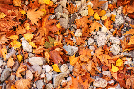 Colorful autumn leavesの写真素材