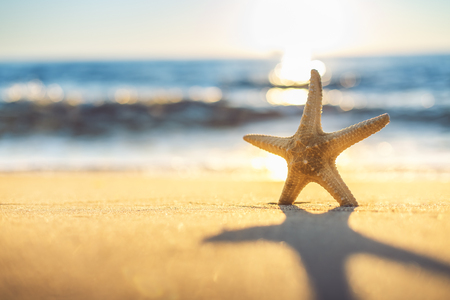 Starfish on the beach at sunriseの写真素材