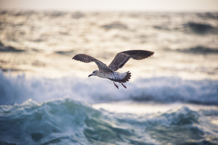 Flying seagull over the blue sea on sunriseの写真素材