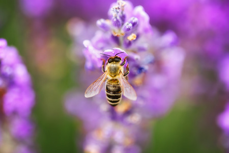 Wild bee on Lavender, soft focusの写真素材