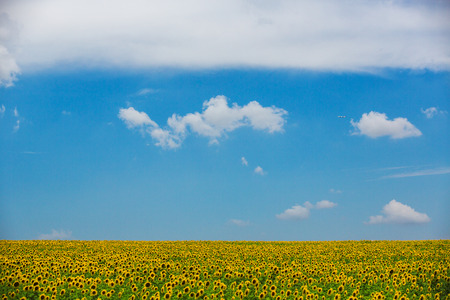 Field of blooming sunflowers and cloudscapeの写真素材