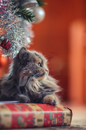 Cute kitten laying under the christmas treeの写真素材