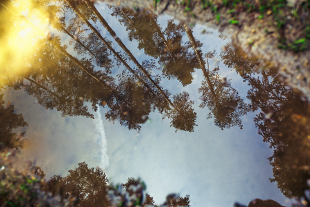 Forest in the spring with trees reflection and sky in a puddleの写真素材