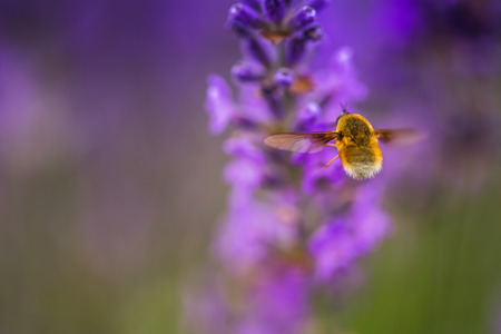 Wild bee on Lavender, soft focusの写真素材