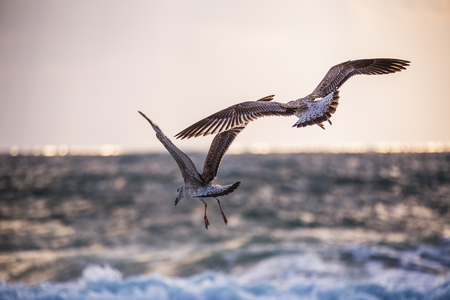 Flying seagull over the blue sea on sunriseの写真素材