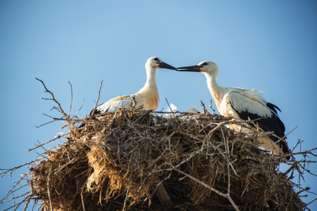 Young white storks on the nestの写真素材