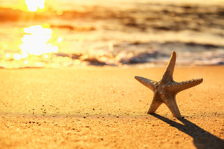 Starfish on the beach at sunriseの写真素材