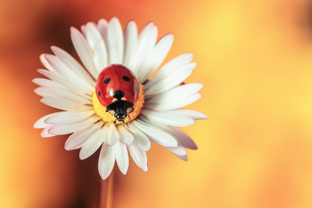 Camomile flower with ladybug and orange backgroundの写真素材