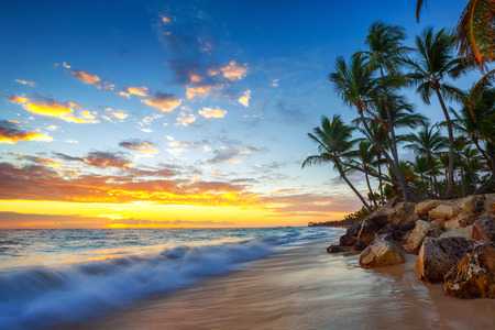 Palm trees on the tropical beach, Dominican Republicの写真素材