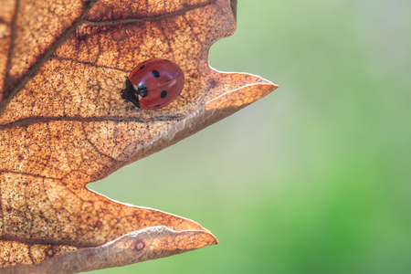 Ladybug on leaf, closeupの写真素材