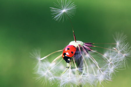 Ladybug and dandelion, macro shotの写真素材